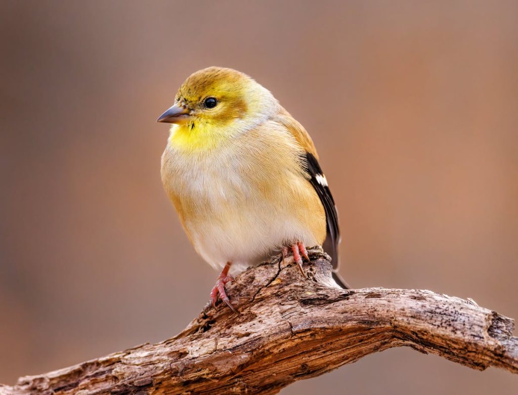 Yellow Warbler, Pine Warbler, American Goldfinch